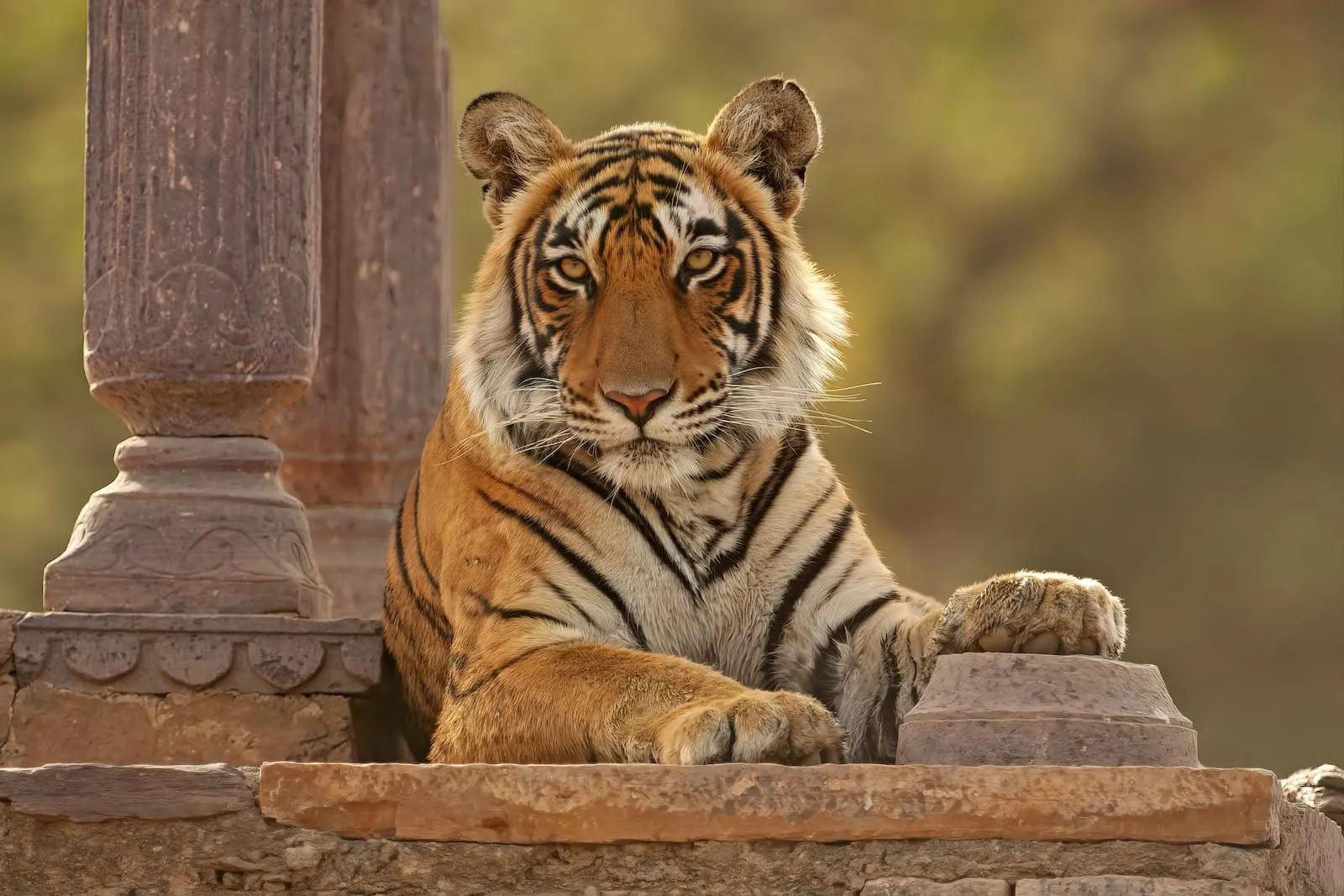 ranthambore bengal tiger young tigress chattri aditya dicky singh gflbvu