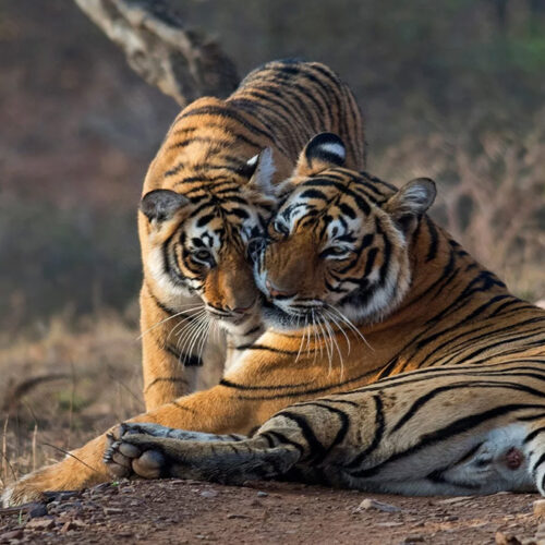 ranthambore tourism