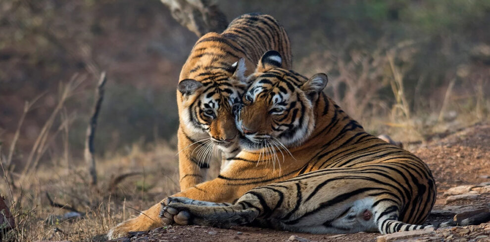 ranthambore tourism