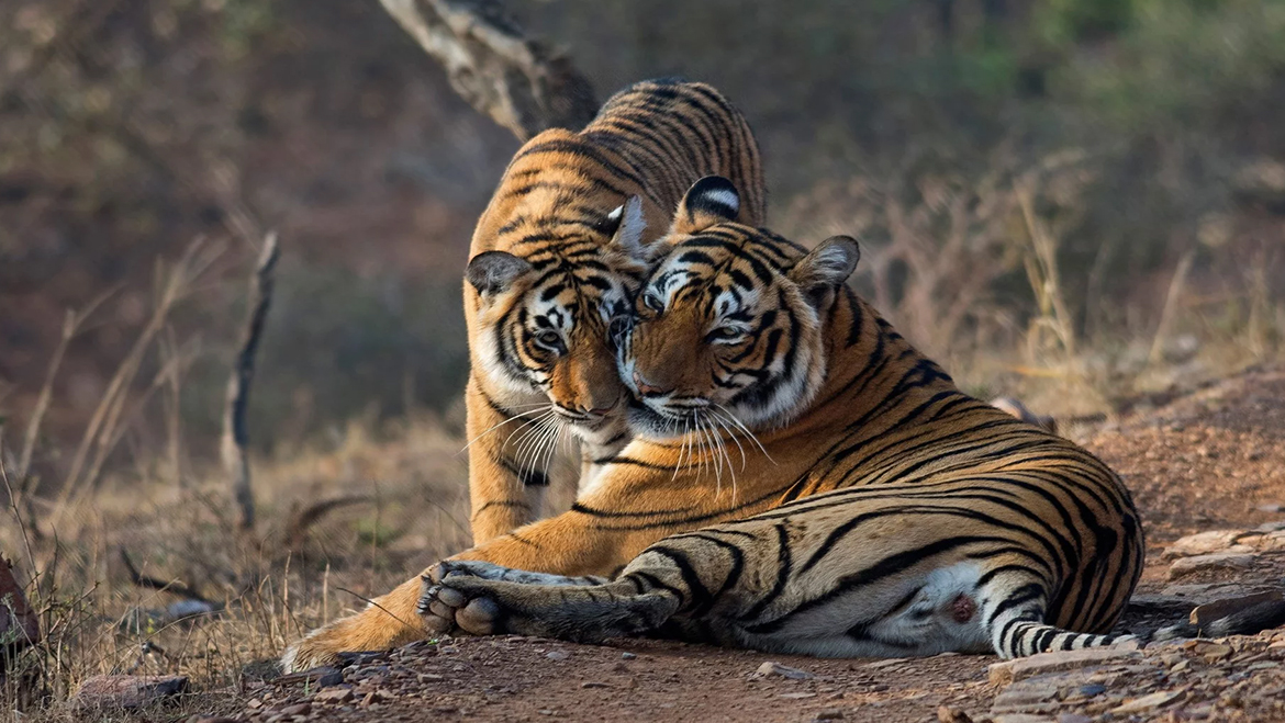 ranthambore tourism