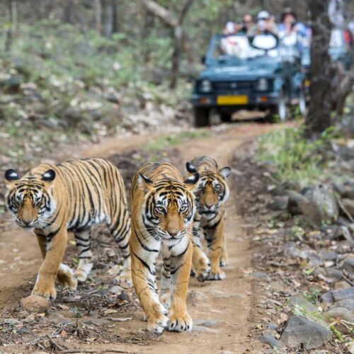 tres bengala tigres en frente de turista de 520373860 735d4cd8c3b147d98cce1f158d0eefab