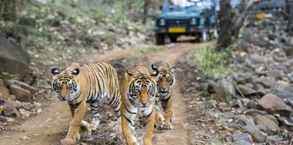 tres bengala tigres en frente de turista de 520373860 735d4cd8c3b147d98cce1f158d0eefab