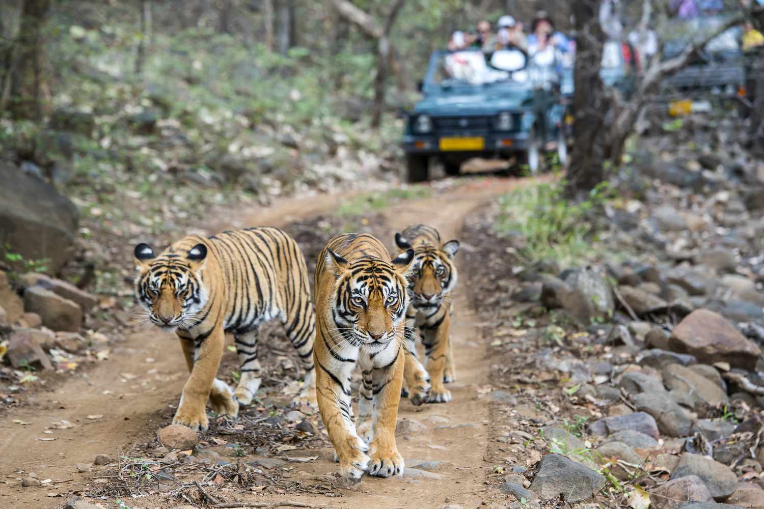 tres bengala tigres en frente de turista de 520373860 735d4cd8c3b147d98cce1f158d0eefab